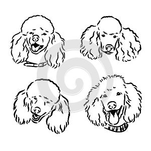 Poodle set. Collection of pedigree dogs. Black white illustration of a classic poodle dog. Vector drawing of a pet