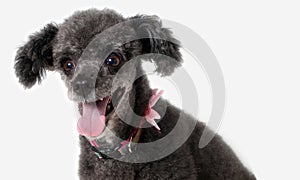 Poodle smiling