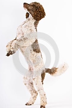 Poodle standing on hind legs