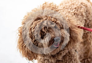 Poodle: temperament The FCI classification says that the character of the Poodle is that of a companion dog, placing it in the 9th