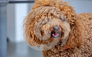 Poodle: temperament The FCI classification says that the character of the Poodle is that of a companion dog, placing it in the 9th