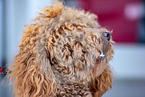 Poodle: temperament The FCI classification says that the character of the Poodle is that of a companion dog, placing it in the 9th