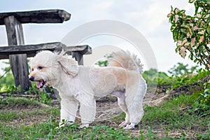 Poodle terrier walking on park, side view, dog running, Cute white poodle dog on green nature, relax pet, poodle terrier mix