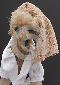 Poodle with Towel On Head