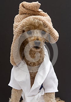 Poodle with Towel On Her Head