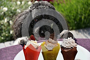 Poodle tryies to steal a cup cake for a sweet break