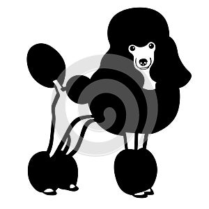 Poodle vector eps Hand drawn, Vector, Eps, Logo, Icon, crafteroks, silhouette Illustration for different uses