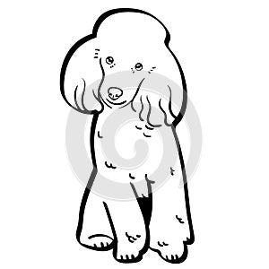 Poodle vector eps Hand drawn, Vector, Eps, Logo, Icon, crafteroks, silhouette Illustration for different uses