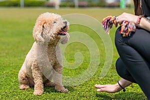 Poodle wait for command of pet owner