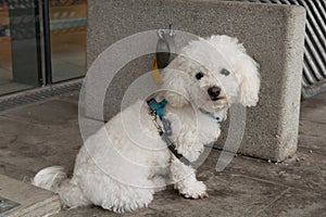 Poodle waiting outside a shop