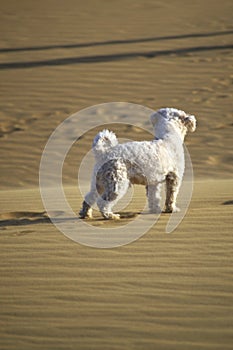 Poodle walking at the dunes photo