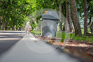 A poodle walking on the road in green park, Cute white poodle dog on green park background, background nature, green, animal,