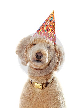 Poodle wearing party hat