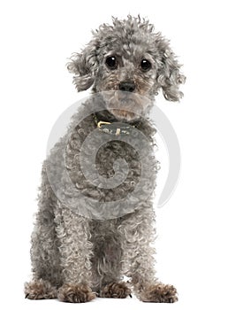Poodle, 13 years old, sitting in front of white background