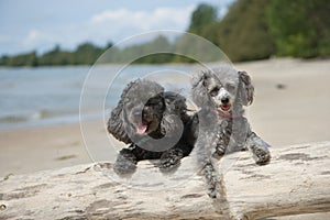 Poodles hanging out at the beach