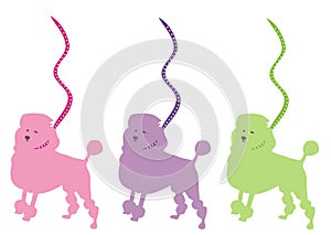 Poodles in a line