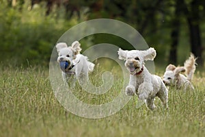 Poodles playing