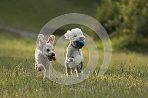 Poodles playing