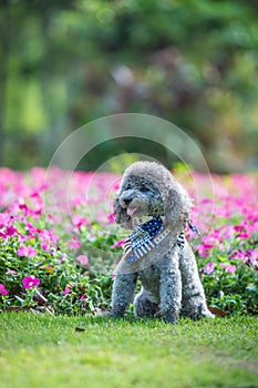 Poodles playing in the grass