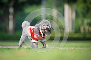 Poodles playing in the grass