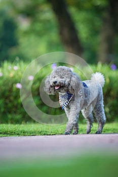 Poodles playing in the grass