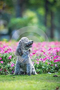 Poodles playing in the grass