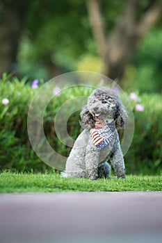 Poodles playing in the grass