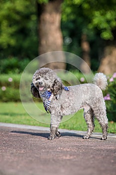 Poodles playing in the grass