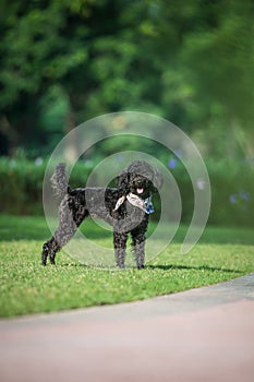 Poodles playing in the grass