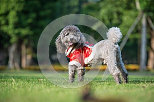 Poodles playing in the grass