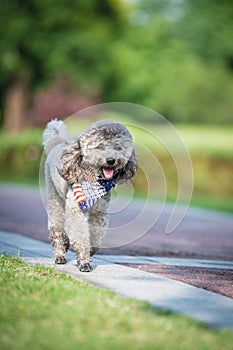 Poodles playing in the grass