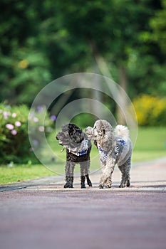 Poodles playing in the grass