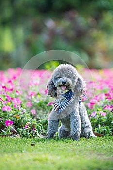 Poodles playing in the grass