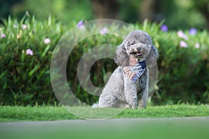 Poodles playing in the grass