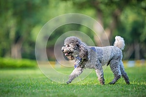 Poodles playing in the grass