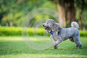 Poodles playing in the grass