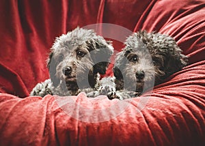 poodles with red chair image