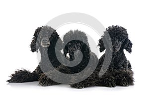 Poodles in studio