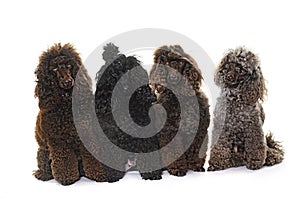 Poodles in studio