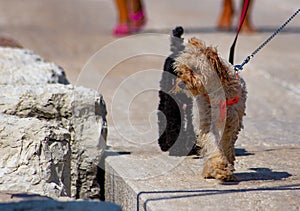 Poodles walking peacefully with their owners on a leash.