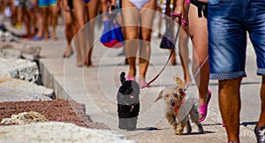 Poodles walking peacefully with their owners on a leash.