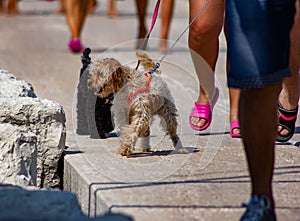 Poodles walking peacefully with their owners on a leash.
