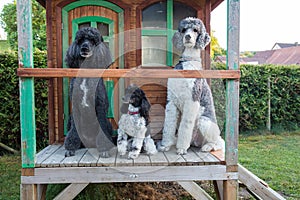 Poodles watching