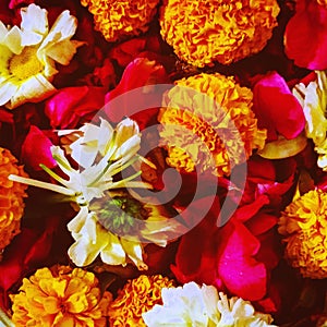 Pooja flower yellow orenge white red rose photo