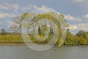 Pool with autumn trees and flock of geese int flemish countryside photo