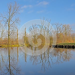 Pool with bare trees and reed in bourgoyen nature reserve in Ghent