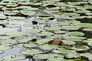 Pool covered with green leaves