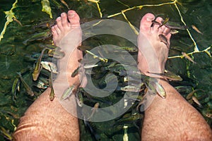 Pool with fish, which make peeling of the men`s legs. Feet peeling with Garra rufa fish