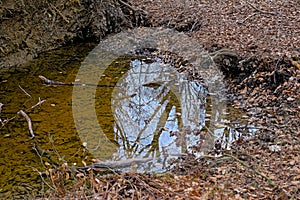 Pool in the forest, with reflection of bare trees and sky photo