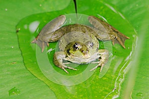 Pool Frog 2